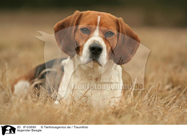 liegender Beagle / IF-03690