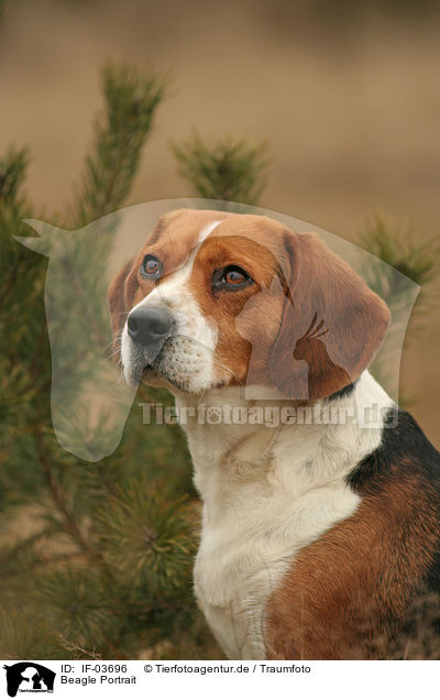 Beagle Portrait / IF-03696