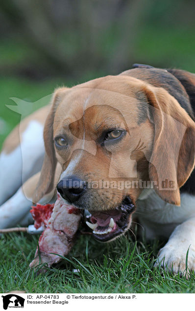 fressender Beagle / eating Beagle / AP-04783