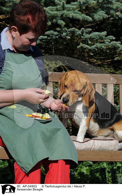 fressender Beagle / eating Beagle / AP-04802