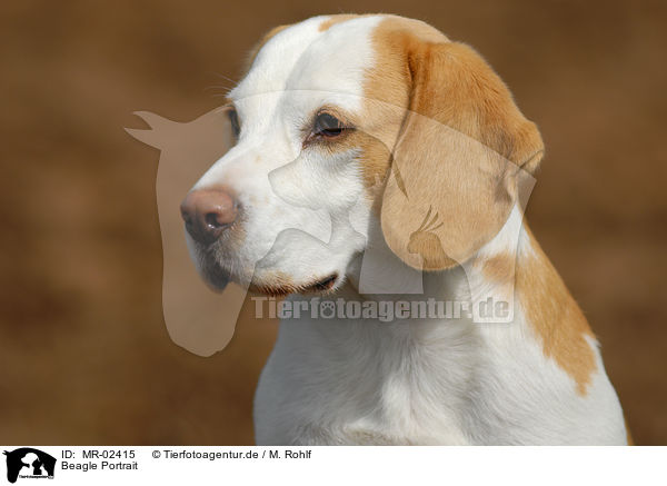 Beagle Portrait / MR-02415