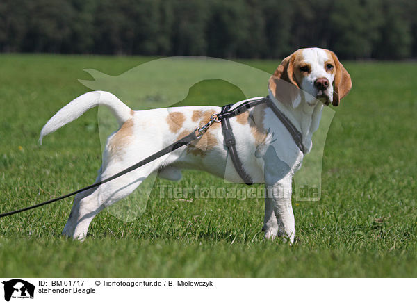 stehender Beagle / BM-01717