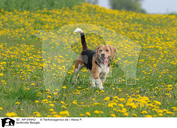 laufender Beagle / walking beagle / AP-04942
