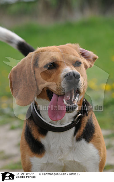 Beagle Portrait / AP-04944