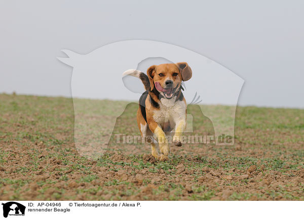rennender Beagle / AP-04946