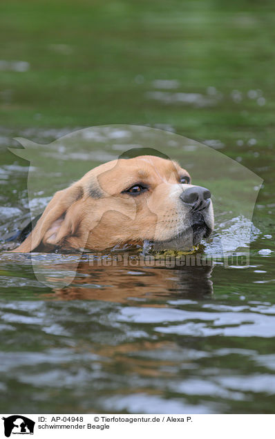 schwimmender Beagle / swimming beagle / AP-04948