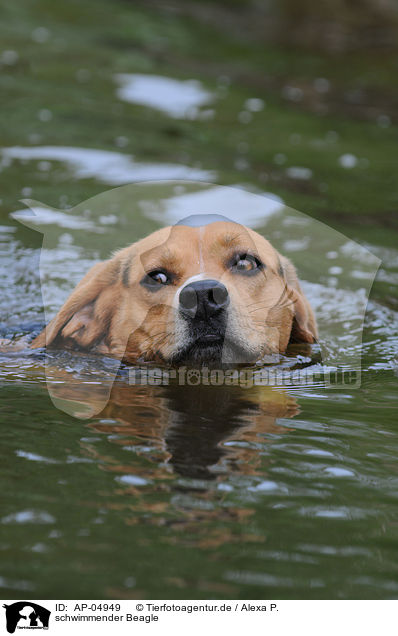 schwimmender Beagle / swimming beagle / AP-04949
