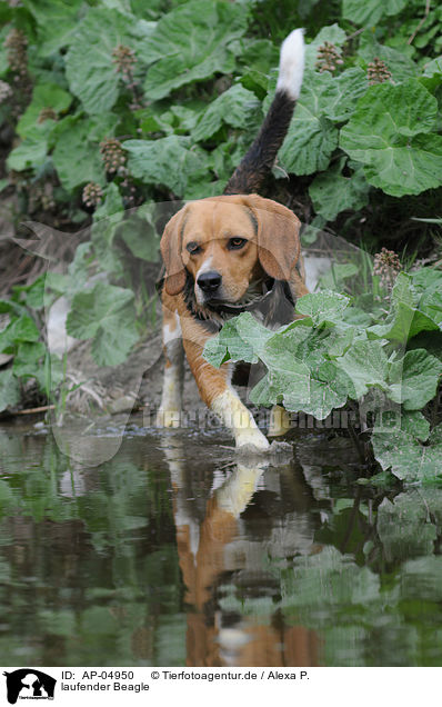 laufender Beagle / AP-04950