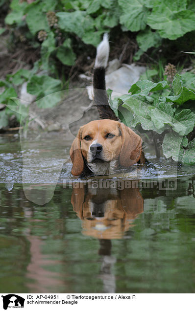 schwimmender Beagle / AP-04951
