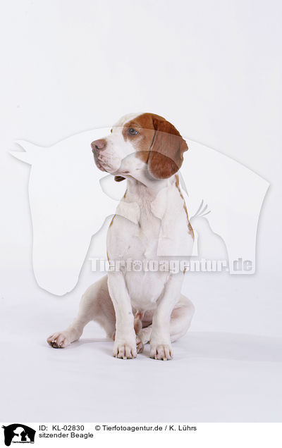 sitzender Beagle / sitting Beagle / KL-02830