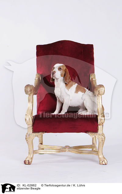 sitzender Beagle / sitting Beagle / KL-02862