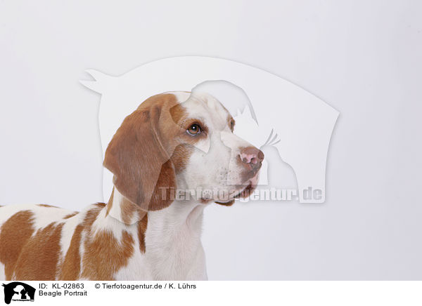Beagle Portrait / Beagle Portrait / KL-02863