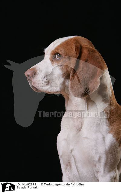 Beagle Portrait / Beagle Portrait / KL-02871
