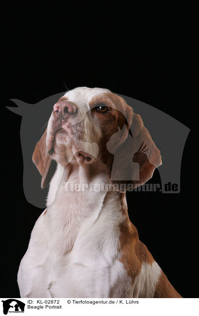 Beagle Portrait / Beagle Portrait / KL-02872