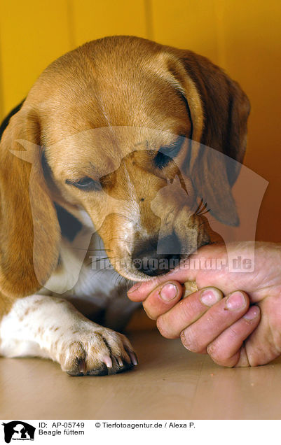 Beagle fttern / feeding a Beagle / AP-05749