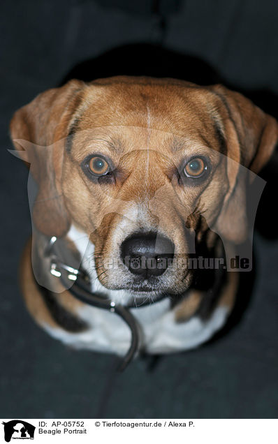 Beagle Portrait / Beagle Portrait / AP-05752