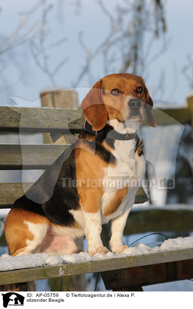 sitzender Beagle / sitting Beagle / AP-05759