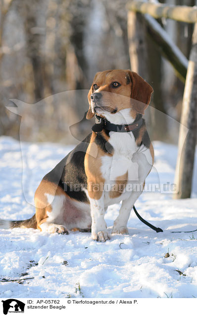 sitzender Beagle / sitting Beagle / AP-05762