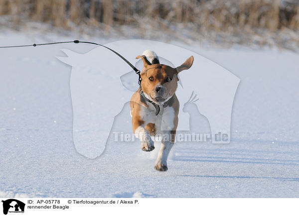 rennender Beagle / running Beagle / AP-05778