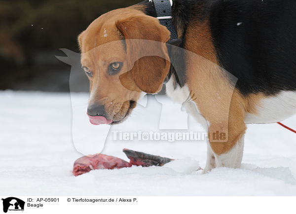 Beagle / Beagle / AP-05901