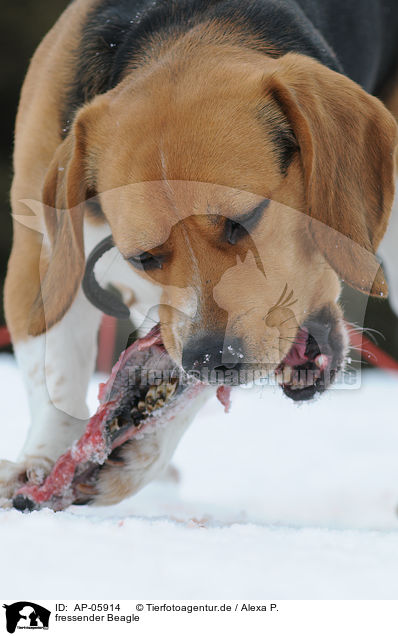 fressender Beagle / eating Beagle / AP-05914