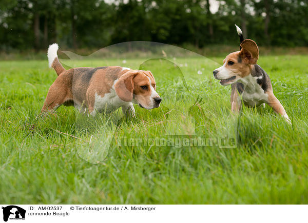 rennende Beagle / running Beagle / AM-02537