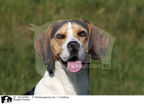 Beagle Portrait / Beagle Portrait / JH-12529