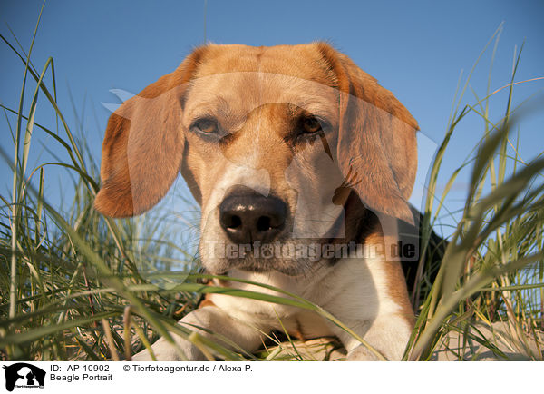 Beagle Portrait / Beagle Portrait / AP-10902