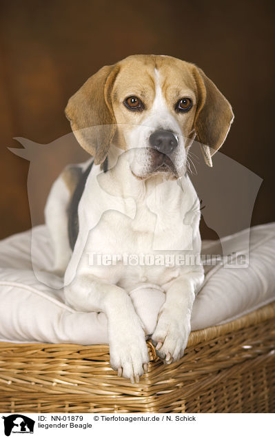 liegender Beagle / lying Beagle / NN-01879