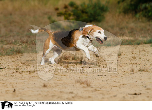 rennender Beagle / running Beagle / KMI-03347