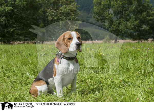 sitzender Beagle / sitting Beagle / SST-10765