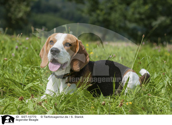 liegender Beagle / lying Beagle / SST-10770
