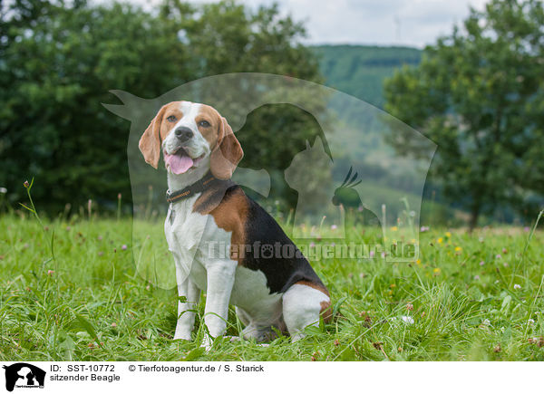 sitzender Beagle / sitting Beagle / SST-10772