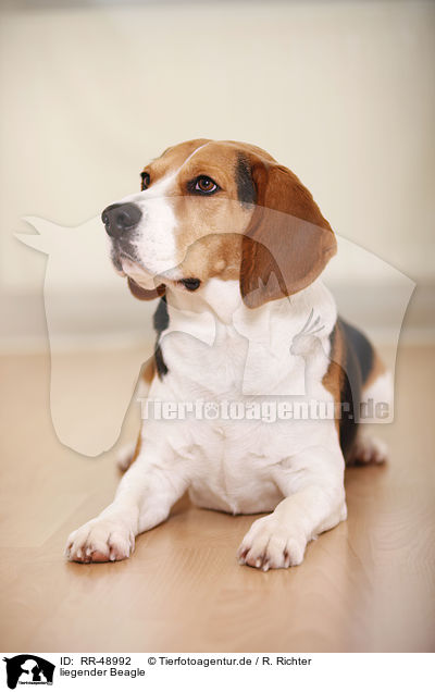 liegender Beagle / lying Beagle / RR-48992