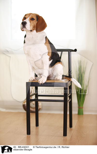 sitzender Beagle / sitting Beagle / RR-49001