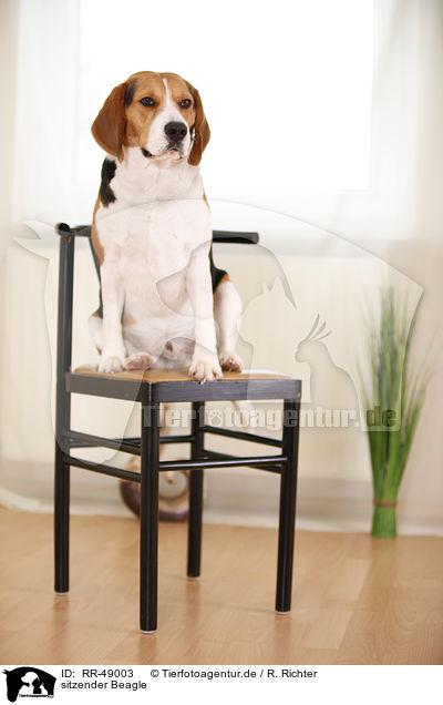 sitzender Beagle / sitting Beagle / RR-49003