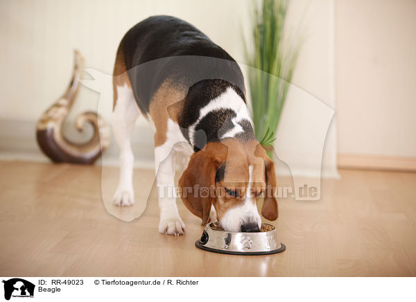 Beagle / Beagle / RR-49023