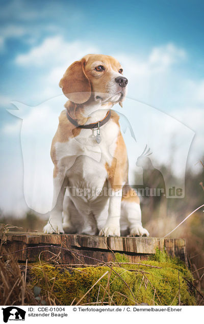 sitzender Beagle / sitting Beagle / CDE-01004