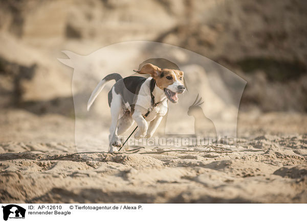 rennender Beagle / running Beagle / AP-12610