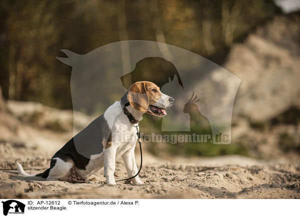 sitzender Beagle / sitting Beagle / AP-12612