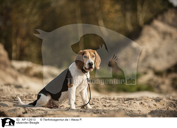 sitzender Beagle / sitting Beagle / AP-12613