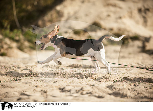 rennender Beagle / running Beagle / AP-12615