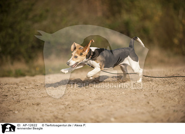 rennender Beagle / running Beagle / AP-12622