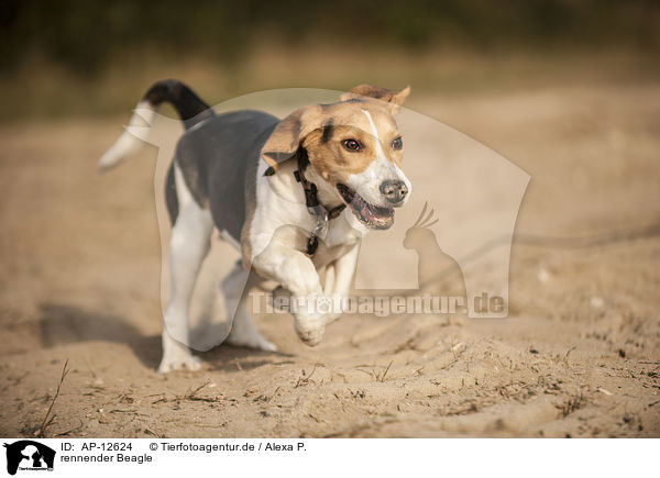 rennender Beagle / running Beagle / AP-12624