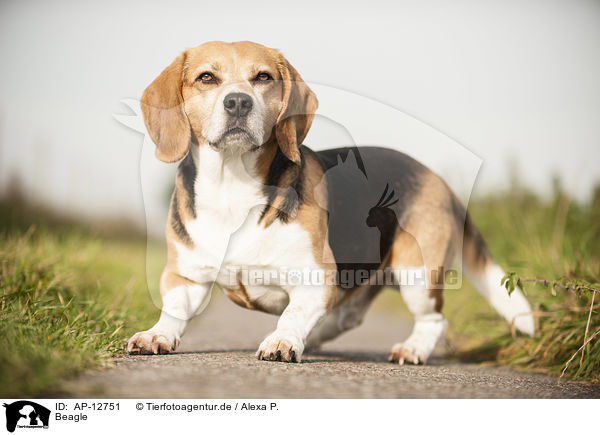 Beagle / Beagle / AP-12751