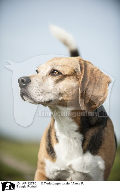 Beagle Portrait / Beagle Portrait / AP-12770