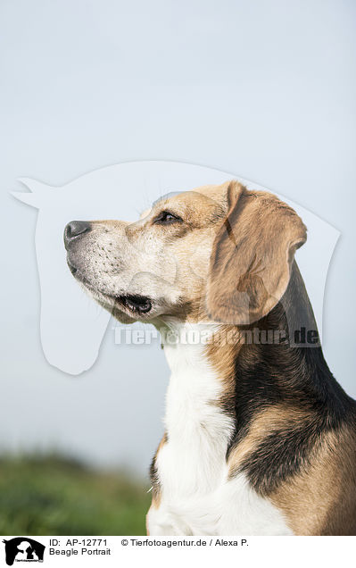 Beagle Portrait / AP-12771