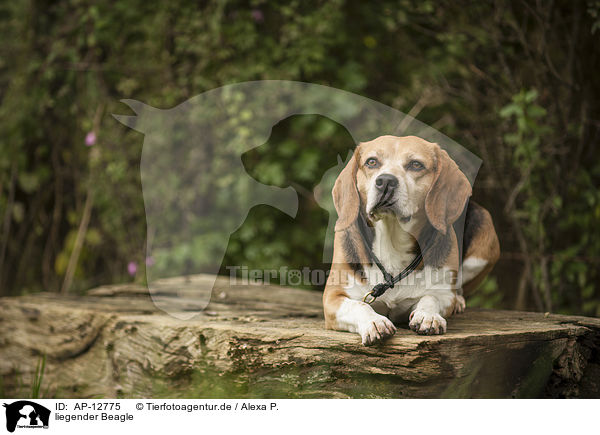 liegender Beagle / lying Beagle / AP-12775
