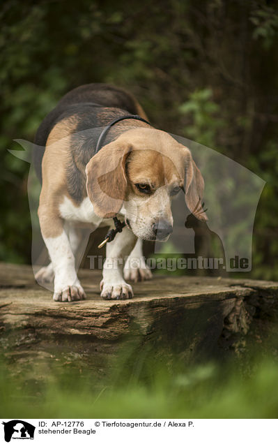 stehender Beagle / standing Beagle / AP-12776
