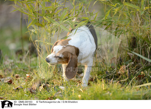 Beagle frisst Bltter / Beagle eats leaves / DMS-08163